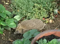 Igel_3_IMG_3722.webp