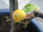 Schnecke_1_IMG_3699.JPG