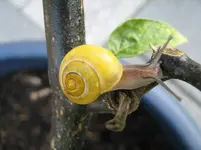 Schnecke_1_IMG_3699.webp