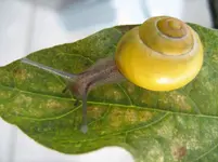 Schnecke_2_IMG_3714.webp