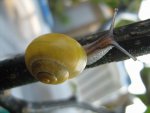 Schnecke_3_IMG_3715.JPG