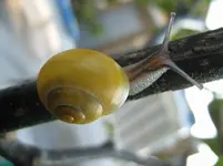Schnecke_3_IMG_3715.webp