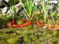 Goldfische184.webp