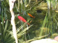 Goldfische186.webp