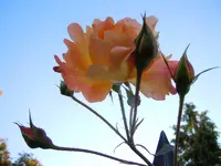 211.webp