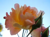 212.webp