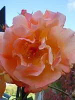 217.webp