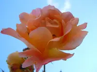 220.webp