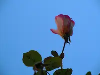 095.webp