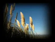 und Co.......webp