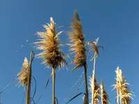 und Co...... (2).webp