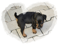 Branko (2).webp