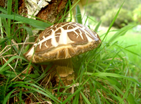 tn_Birkenpilz (8) v.webp