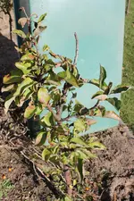 baum1.webp