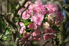 rösschen kl.webp