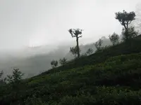 Ceylon 2010 (1227).webp Ceylon 2010 (1227).webp