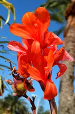 DSC_3324 Indisches Blumenrohr.webp