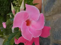 DSC_3321 Trichter.webp