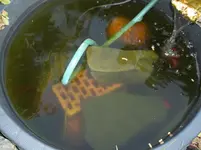 Goldfische1.webp