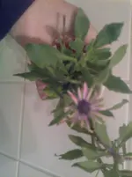Foto0112.webp