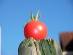 tomato_berner_kirsche.jpg