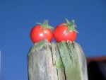 tomato_gartenperle.jpg