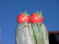 tomato_gartenperle.webp