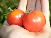 tomato_red_boar.webp