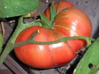 tomato_german_pink.webp