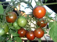 tomato_rambling_red_stripe.webp