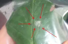 tomato_blueberry2.webp
