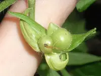 tomato_blueberry3.webp