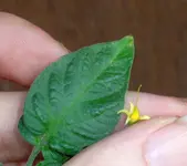 tomato_abc_potato_leaf.webp