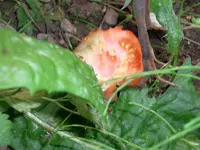 tomato_hmpf.webp