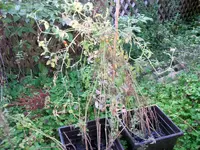tomato_fäule.webp