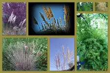 Herbst32.webp