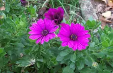 Blüte.webp