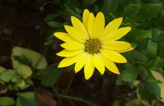 Blüte 1.webp