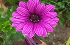 Blüte 2.webp