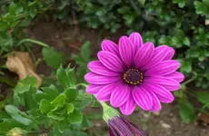 Blüte 3.webp