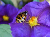 214.webp