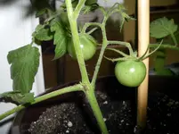 Black Cherry 19.10.11.webp