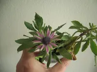 CIMG6446.webp