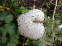 01169HerbstanemoneSamen.webp