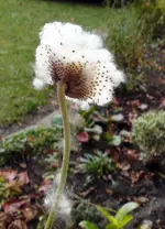 01175HerbstanemoneSamen.webp