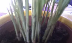 IMAG0397.webp