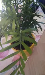 IMAG0400.webp