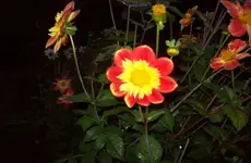 Dahlie.webp
