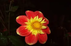Dahlie 2.webp