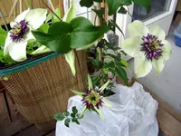 balkon-sommer2011 021.webp